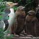 Illustration for article titled Flightless Friday - Megadyptes antipodes Edition
